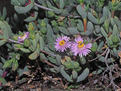 Oscularia cedarbergensis