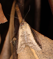 Lophoptera squammigera