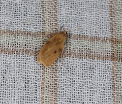 Paralithosia shaowuica