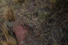 Chersodoma jodopappa