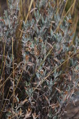 Chersodoma jodopappa