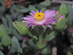 Oscularia cedarbergensis