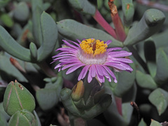 Oscularia cedarbergensis