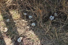 Hypochaeris sessiliflora