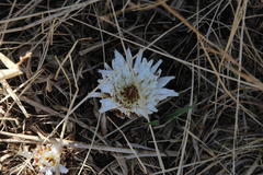 Hypochaeris sessiliflora