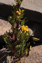 Senecio dryophyllus