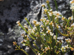 Audouinia laxa