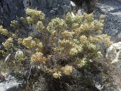 Audouinia laxa