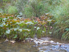 Petasites radiatus