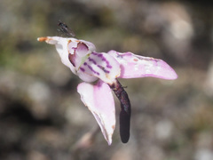 Disa inflexa
