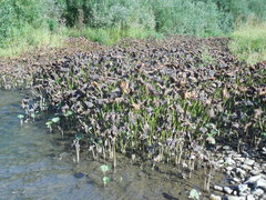 Petasites radiatus