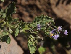 Solanum