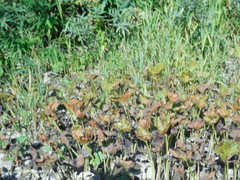 Petasites radiatus