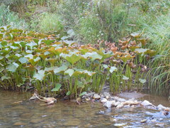 Petasites radiatus