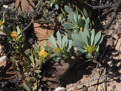 Leucadendron glaberrimum glaberrimum