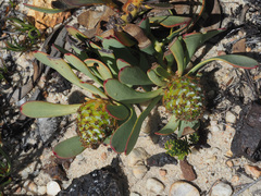 Leucadendron glaberrimum glaberrimum