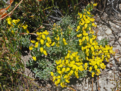 Rafnia spicata
