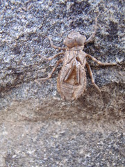 Neurocordulia michaeli