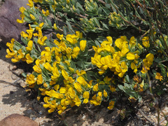 Rafnia spicata