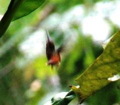 Phaethornis ruber ruber