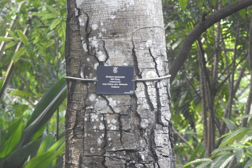 Sindora siamensis; photograph (c) Manoj Karingamadathil, some rights reserved (CC BY-SA)