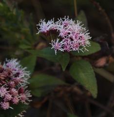 Ageratina pentlandiana