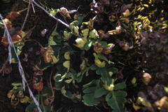 Pleopeltis pycnocarpa