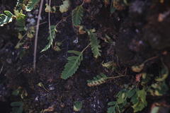 Pleopeltis pycnocarpa