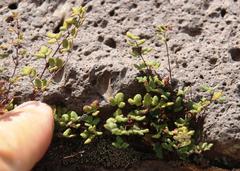 Argyrochosma nivea nivea