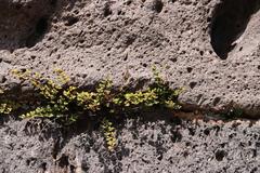 Argyrochosma nivea nivea