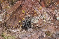 Chersodoma jodopappa