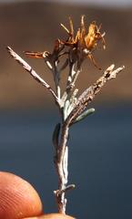 Chersodoma jodopappa