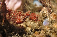 Idiotropiscis lumnitzeri