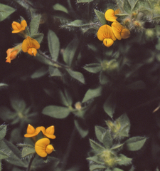 Lotus subbiflorus subbiflorus