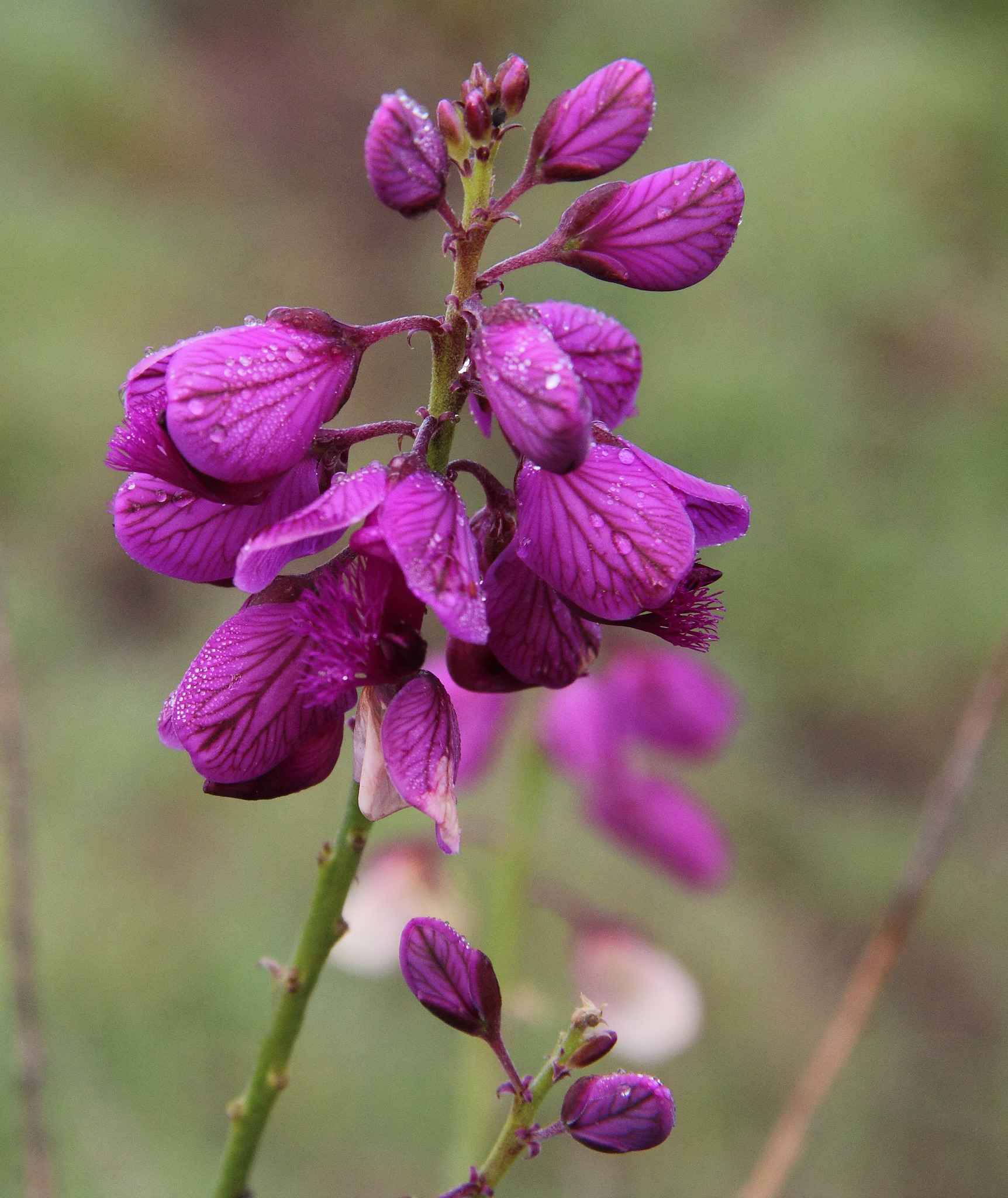 Polygala virgata
