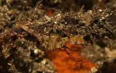 Idiotropiscis lumnitzeri