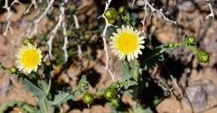 Malacothrix coulteri