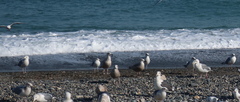 Larus schistisagus