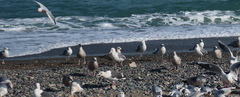 Larus schistisagus