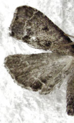 Diplopseustis perieresalis