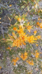 Chuquiraga avellanedae