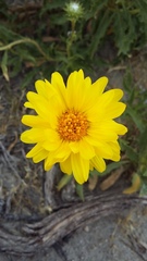 Grindelia chiloensis