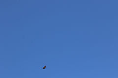 Euploea tulliolus koxinga