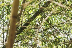 Abroscopus albogularis