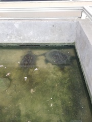 Chelydra rossignonii