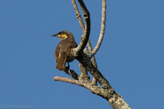 Gavicalis fasciogularis