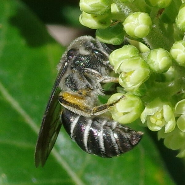 Sumac Cellophane Bee