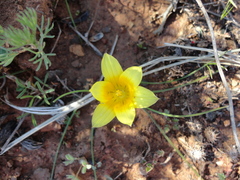 Romulea diversiformis