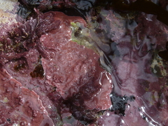 Phymatolithon repandum
