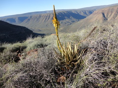 Aloe microstigma